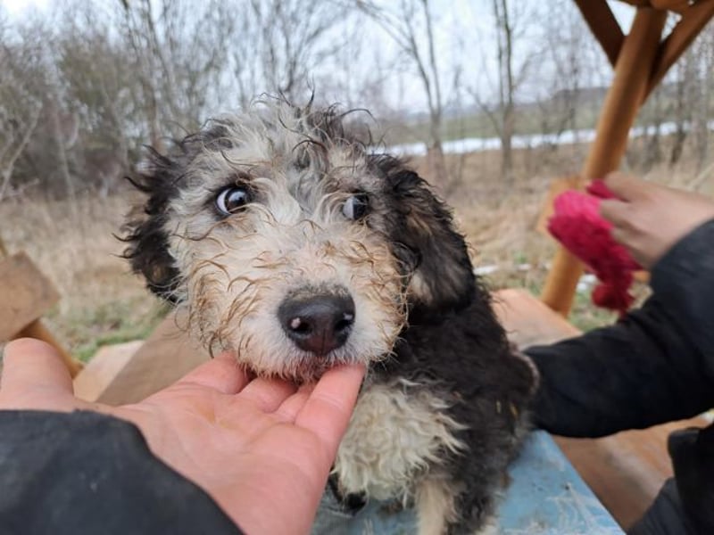 Marlon, zartes Seelchen, ca. 3 Monate, ca. 30 cm, ca. 7 kg