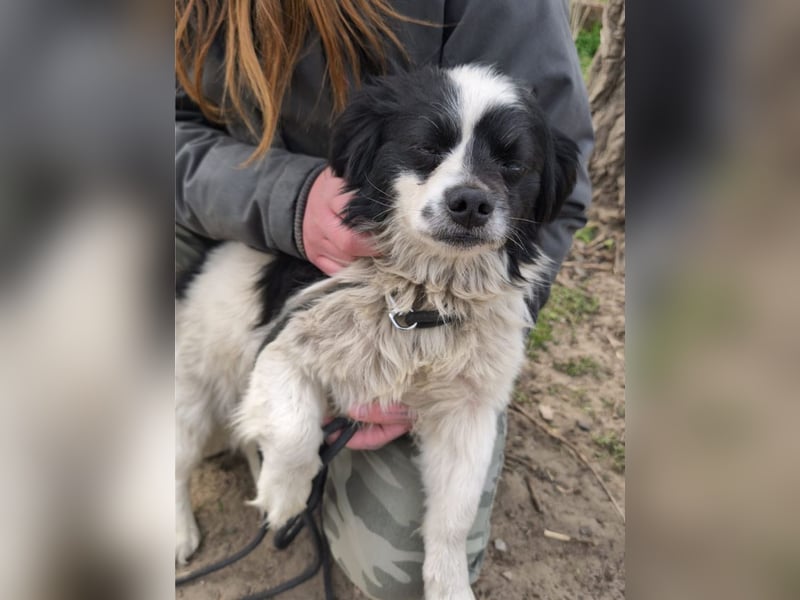 Ede, verschmuster kleiner Rüde, ca. 2 Jahre, ca. 32 cm, ca. 11 kg