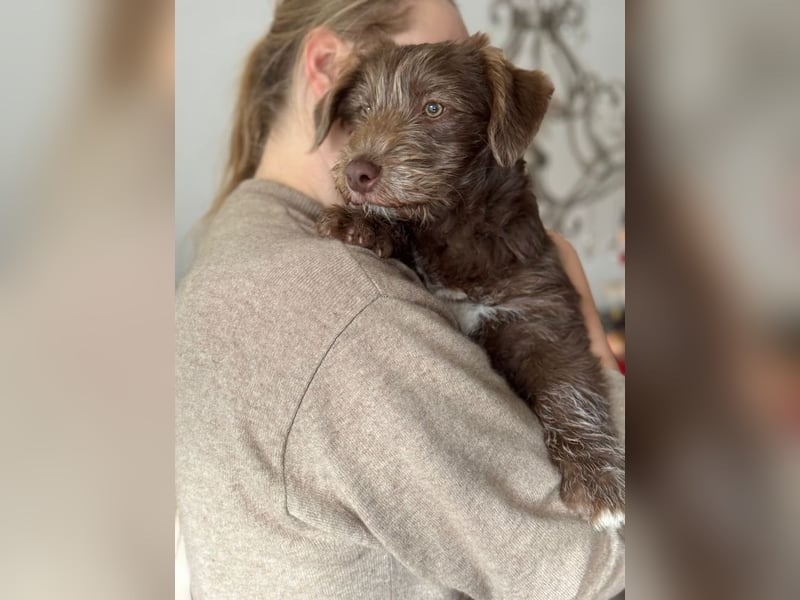 Marilyn, sanfte Welpenmaus, ca. 4 Monate, ca. 25 cm, ca. 6 kg *in 88299 Leutkirch*