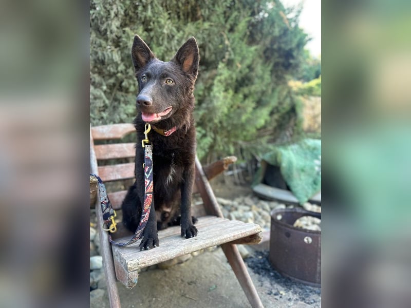 Frodó, lustiges Kämpferherz, ca. 6 Monate, ca. 38 cm, ca. 8kg