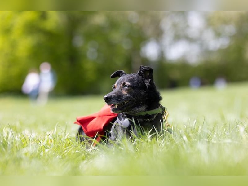 Dante, liebenswerter Rüde, ca. 7 Jahre, ca. 12 kg, ca. 40 cm *in 83024 Rosenheim*