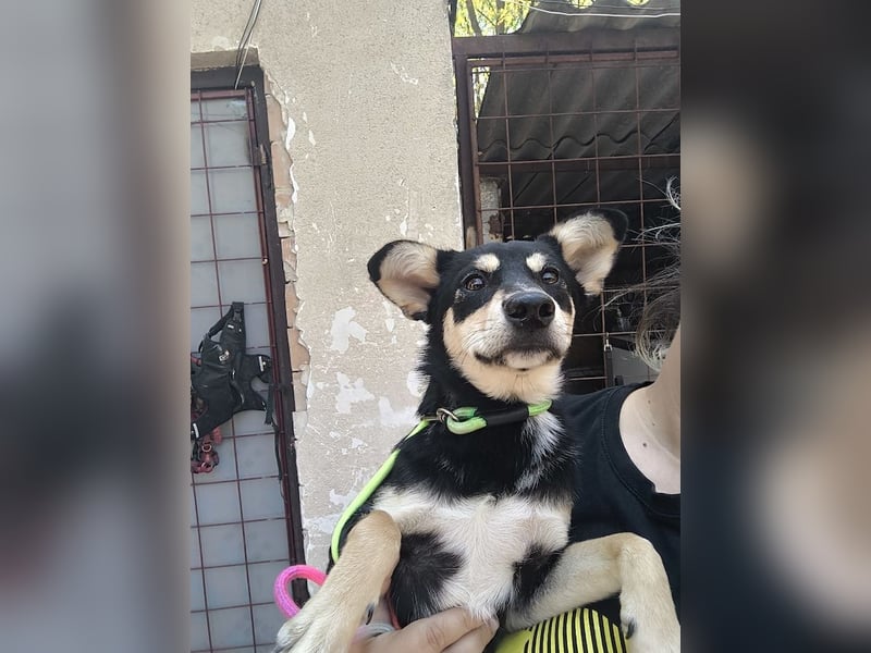 Berci, sympathischer Jungspund, ca. 9 Monate, ca. 40cm, ca. 9kg