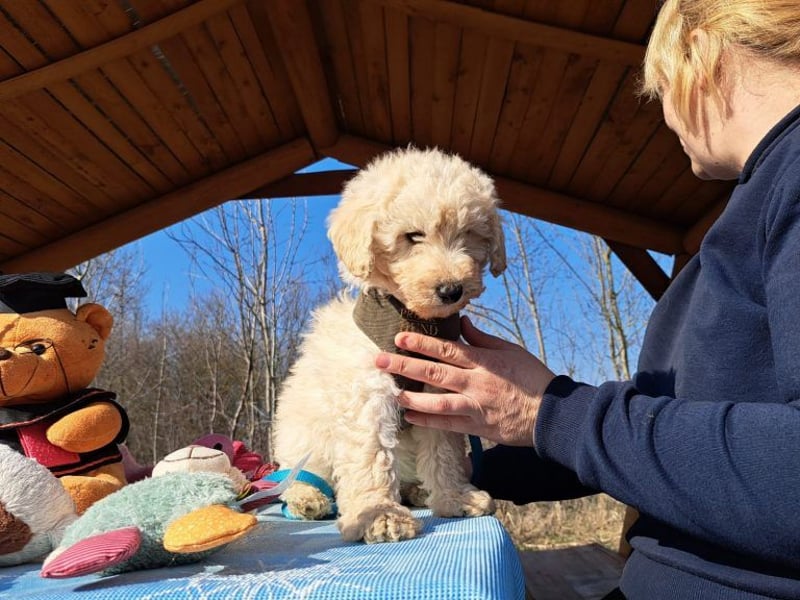 Louis, mutiger Welpe, ca. 3 Monate, ca. 22 cm, ca. 3 kg