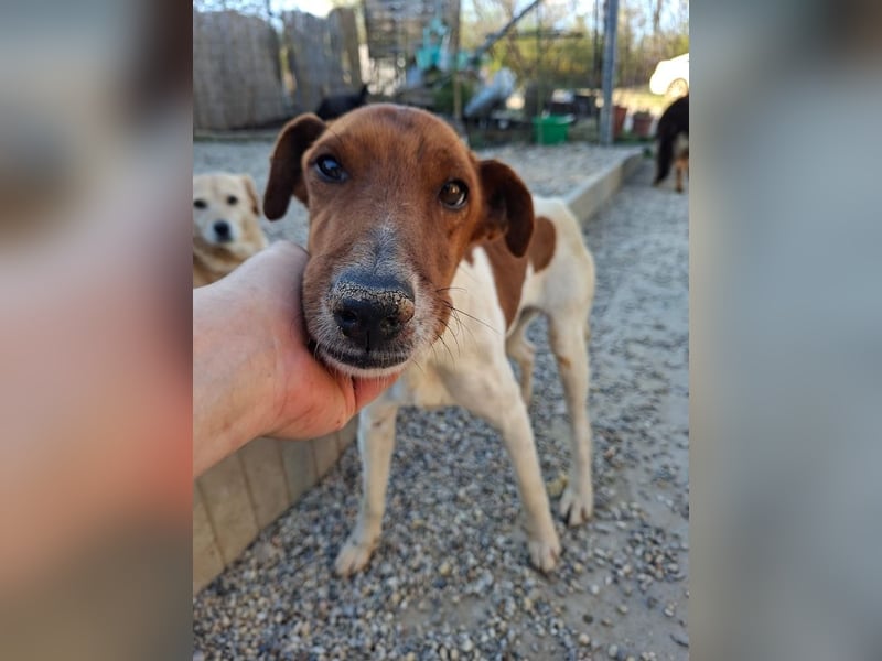 Foxi, lebensfroher Foxterriermix, ca. 2 Jahre, ca. 36 cm, ca. 9 kg