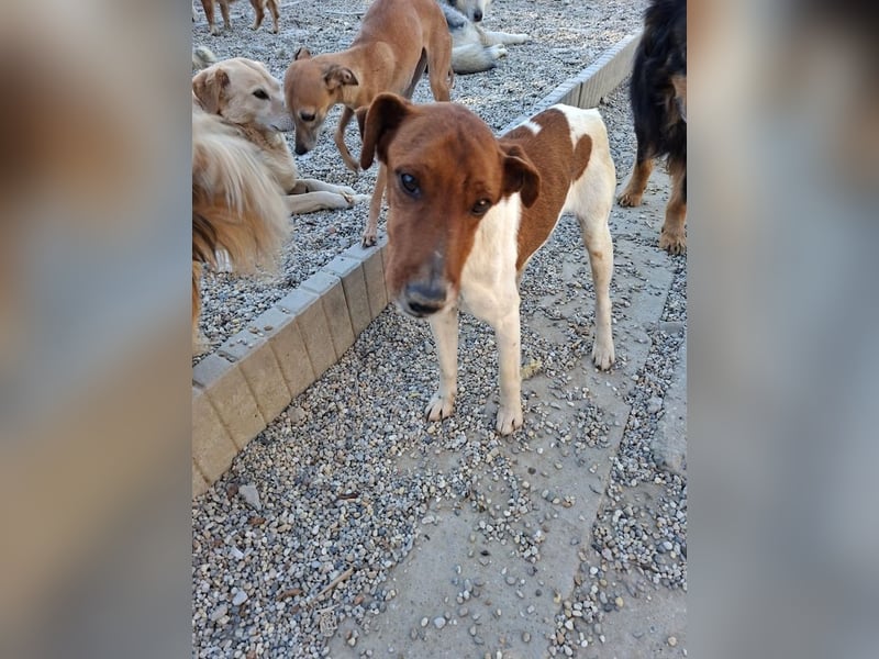 Foxi, lebensfroher Foxterriermix, ca. 2 Jahre, ca. 36 cm, ca. 9 kg