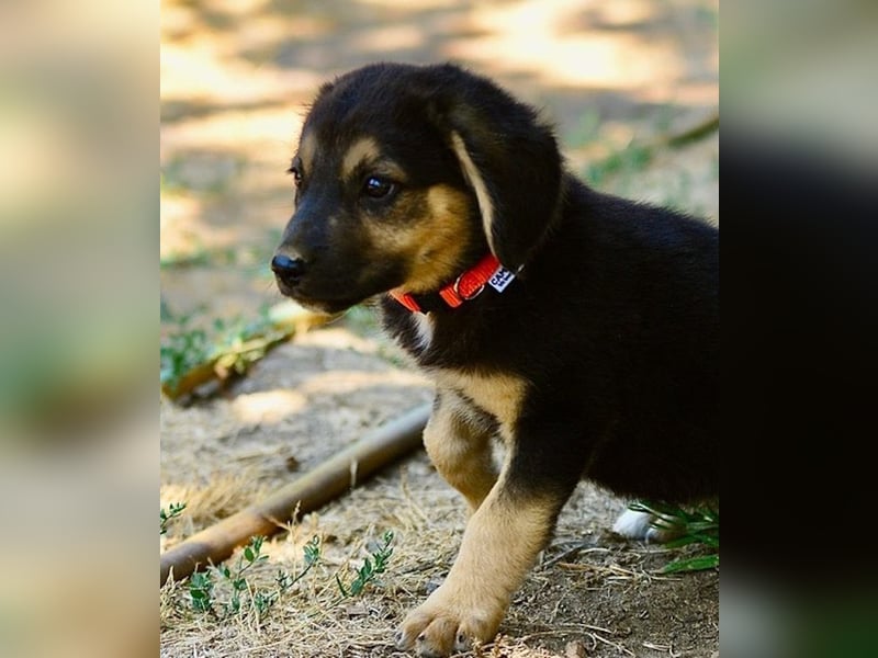 Faye, fröhliche Welpenmaus, ca. 3 Monate, ca. 38 cm, ca. 6kg