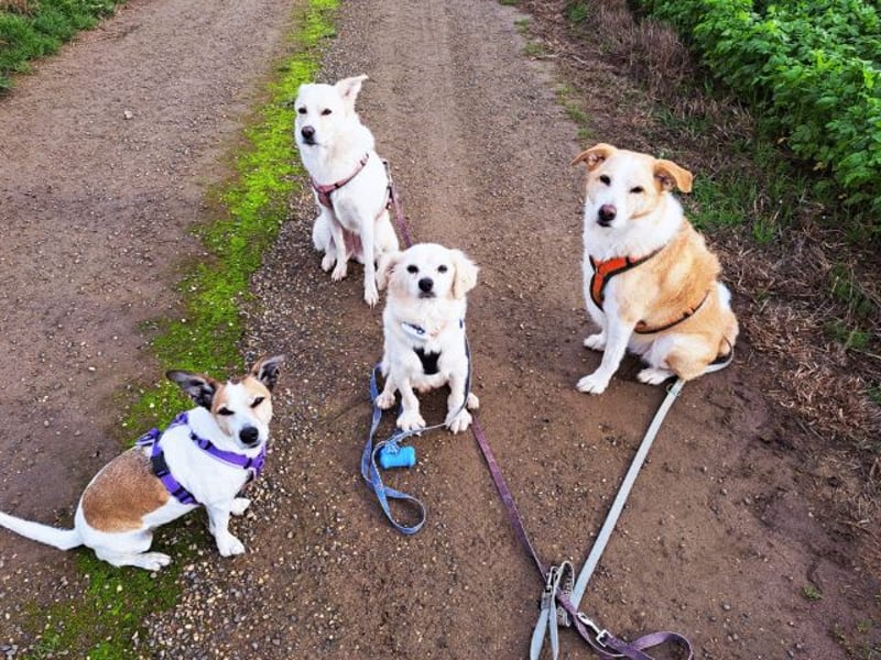 Ivan, kleiner Herzenshund, ca. 13 Jahre, ca. 36cm, ca. 9kg *in 52457 Aldenhoven*