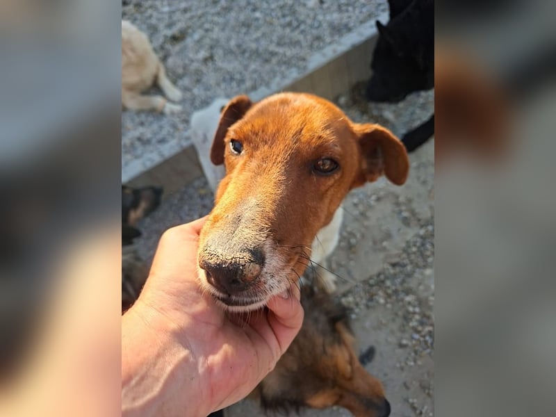 Foxi, lebensfroher Foxterriermix, ca. 2 Jahre, ca. 36 cm, ca. 9 kg