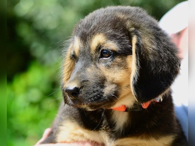 Faye, fröhliche Welpenmaus, ca. 3 Monate, ca. 38 cm, ca. 6kg