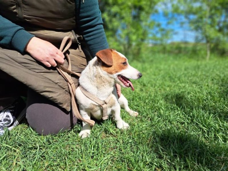 Jack, fröhlicher Wirbelwind, ca. 2 Jahre, ca. 27 cm, ca. 8 kg