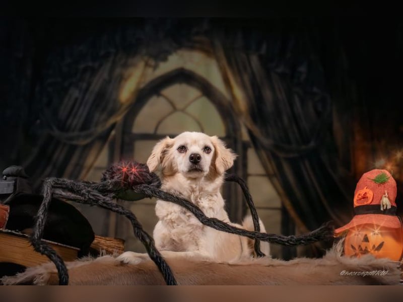 Ivan, kleiner Herzenshund, ca. 13 Jahre, ca. 36cm, ca. 9kg *in 52457 Aldenhoven*