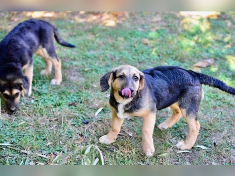 Faye, fröhliche Welpenmaus, ca. 3 Monate, ca. 38 cm, ca. 6kg