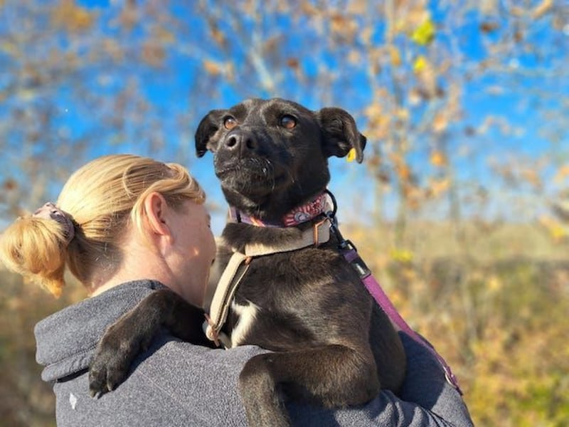Hedike, sanfte Schönheit, ca. 2 Jahre, ca. 38 cm, ca. 10 kg *in 79585 Steinen*
