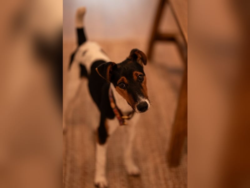 Felix, verschmuster Glückspilz, ca. 1 Jahr, ca. 37cm, ca. 7kg *in 63110 Rodgau*