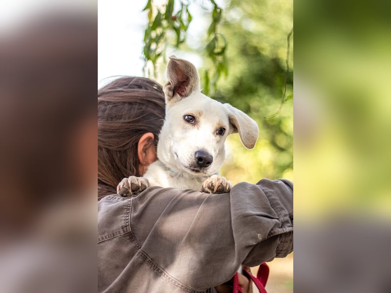 Bob, zurückhaltender Herzensbrecher, ca. 8 Monate, ca. 30cm, ca. 9kg *in 49326 Melle*