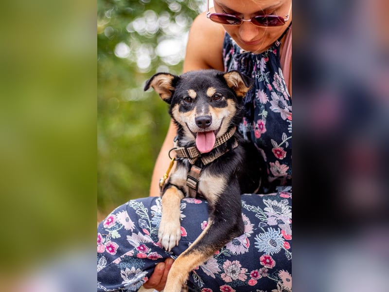 Berci, sympathischer Jungspund, ca. 9 Monate, ca. 40cm, ca. 9kg