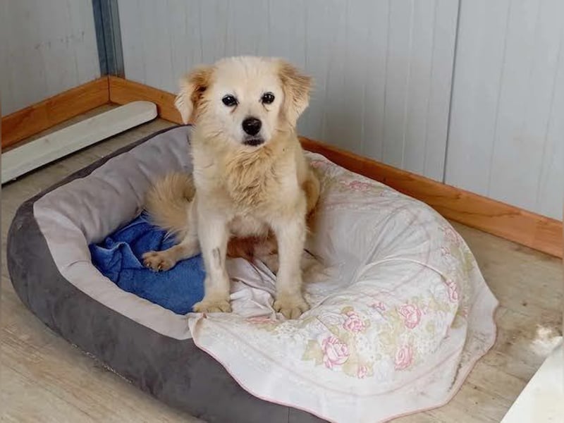 Ivan, kleiner Herzenshund, ca. 13 Jahre, ca. 36cm, ca. 9kg *in 52457 Aldenhoven*