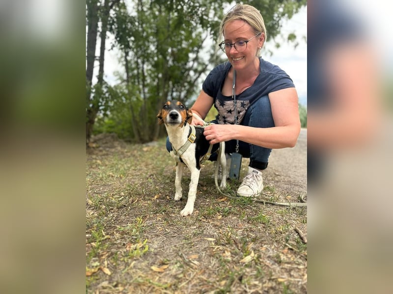 Felix, verschmuster Glückspilz, ca. 1 Jahr, ca. 37cm, ca. 7kg *in 63110 Rodgau*