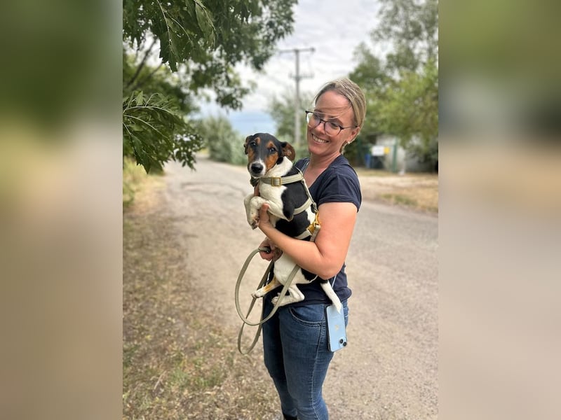 Felix, verschmuster Glückspilz, ca. 1 Jahr, ca. 37cm, ca. 7kg *in 63110 Rodgau*