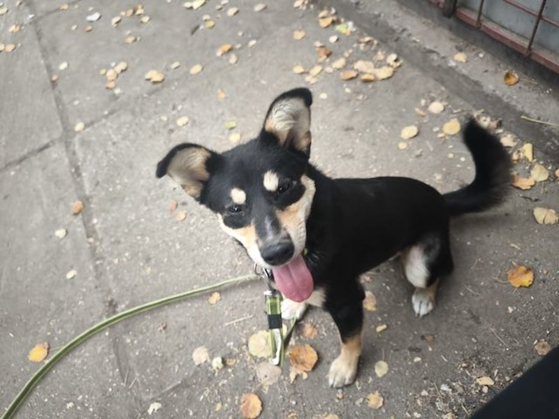 Berci, sympathischer Jungspund, ca. 9 Monate, ca. 40cm, ca. 9kg