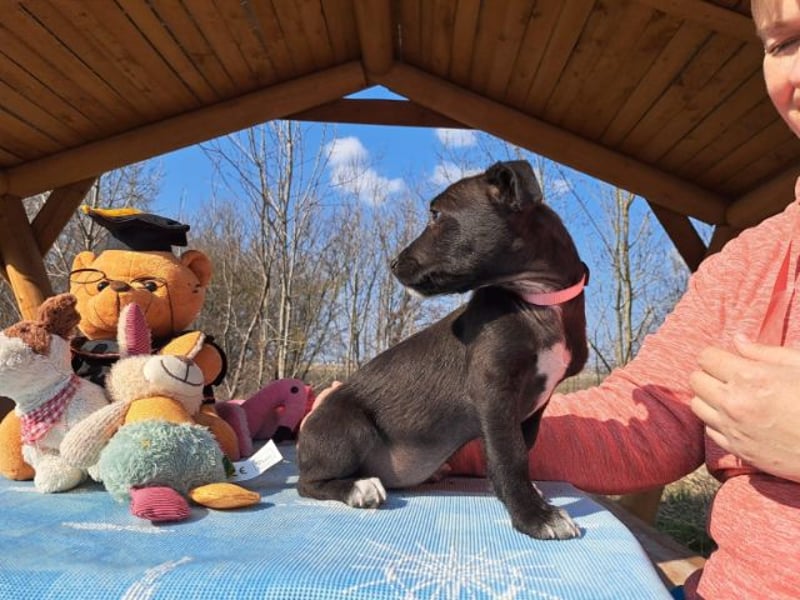 Berta, neugierige Kuschelmaus, ca. 2 Monate, ca. 22 cm, ca. 3 kg