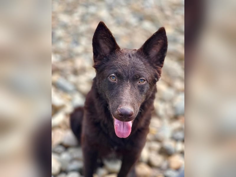 Frodó, lustiges Kämpferherz, ca. 6 Monate, ca. 38 cm, ca. 8kg