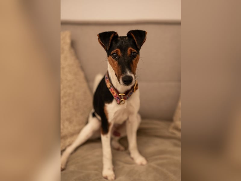 Felix, verschmuster Glückspilz, ca. 1 Jahr, ca. 37cm, ca. 7kg *in 63110 Rodgau*