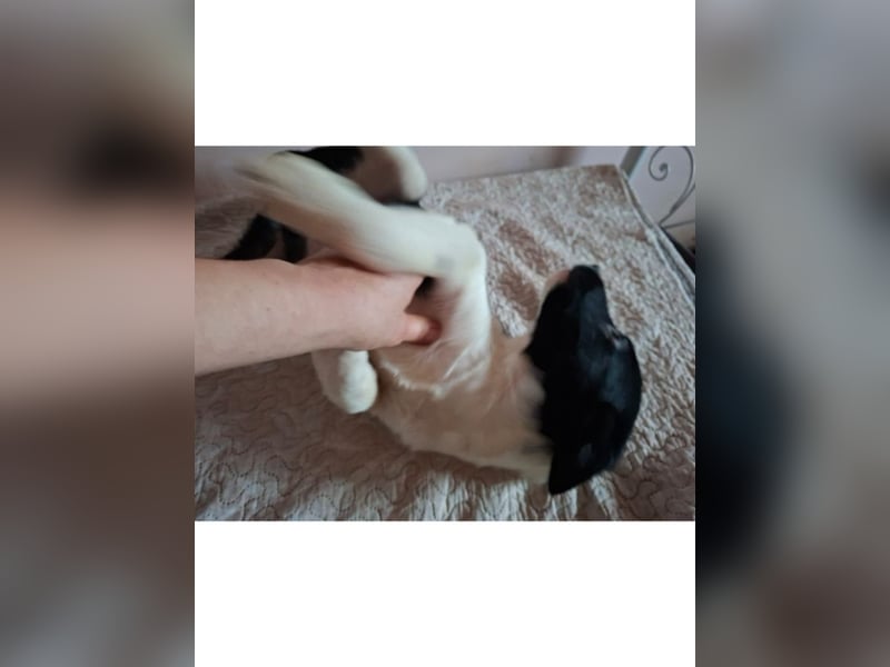 Hercegis, ca. 4 Monate, ca. 28 cm, ca 6 kg