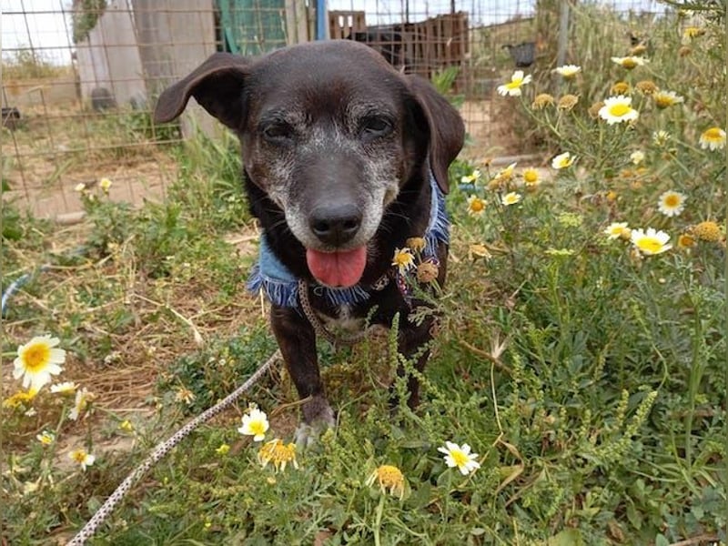 Small Ira, ruhige Hundeomi, ca. 15 Jahre, ca. 36 cm, ca. 14 kg