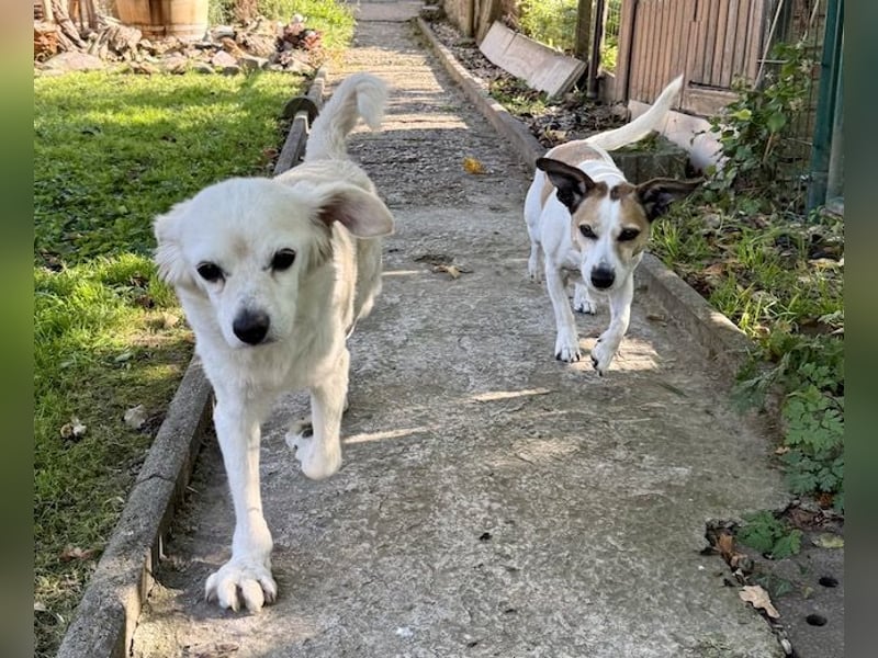 Ivan, kleiner Herzenshund, ca. 13 Jahre, ca. 36cm, ca. 9kg *in 52457 Aldenhoven*