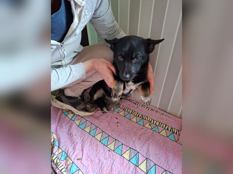 Pöfi, liebevolles Herzchen, ca. 8 Monate, ca. 28 cm, ca. 10 kg