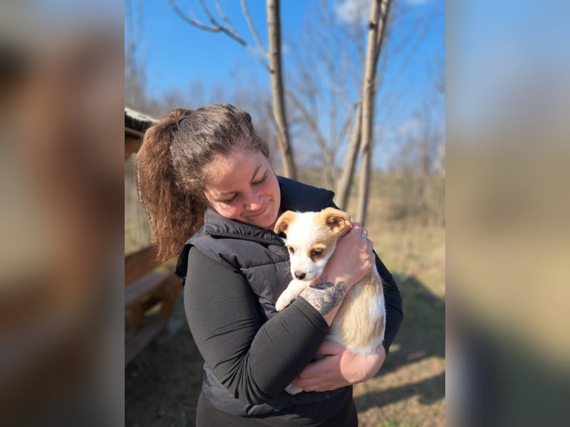 Ida, selbstbewusste Welpendame, ca. 2 Monate, ca. 22 cm, ca. 3 kg