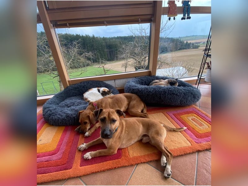 Rudolf, fröhlicher Hundemann, ca. 2 Jahre, ca. 30 cm, ca. 6 kg *in 84184 Tiefenbach*