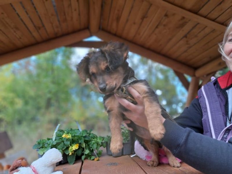 Little Browny, bezaubernder Clown, ca. 4 Monate, ca. 21 cm, ca. 3 kg *bald in 24340 Eckernförde*