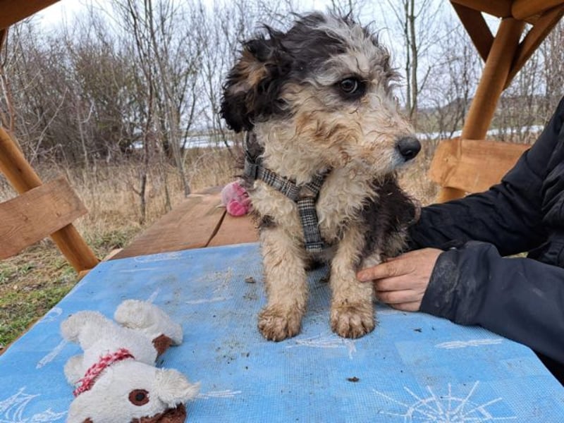 Marlon, zartes Seelchen, ca. 3 Monate, ca. 30 cm, ca. 7 kg