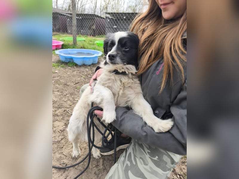 Ede, verschmuster kleiner Rüde, ca. 2 Jahre, ca. 32 cm, ca. 11 kg