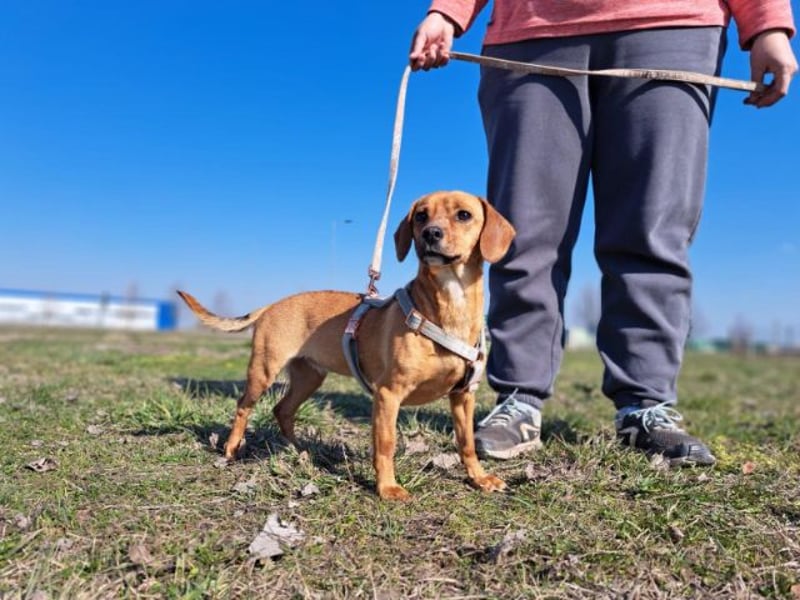 Amie, offene Begleiterin, ca. 2 Jahre, ca. 32 cm, ca. 7 kg