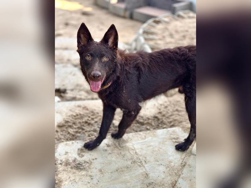 Frodó, lustiges Kämpferherz, ca. 6 Monate, ca. 38 cm, ca. 8kg