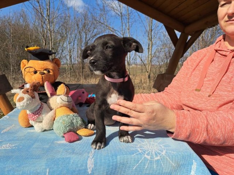 Berta, neugierige Kuschelmaus, ca. 2 Monate, ca. 22 cm, ca. 3 kg