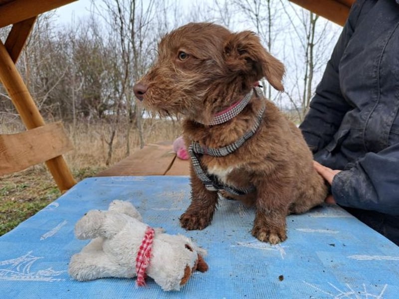 Marilyn, sanfte Welpenmaus, ca. 4 Monate, ca. 25 cm, ca. 6 kg *in 88299 Leutkirch*