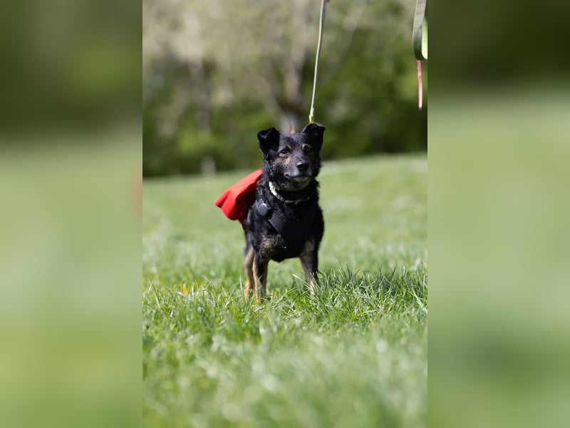 Dante, liebenswerter Rüde, ca. 7 Jahre, ca. 12 kg, ca. 40 cm *in 83024 Rosenheim*