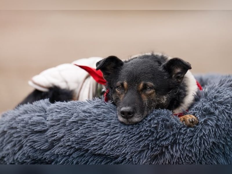 Dante, liebenswerter Rüde, ca. 7 Jahre, ca. 12 kg, ca. 40 cm *in 83024 Rosenheim*