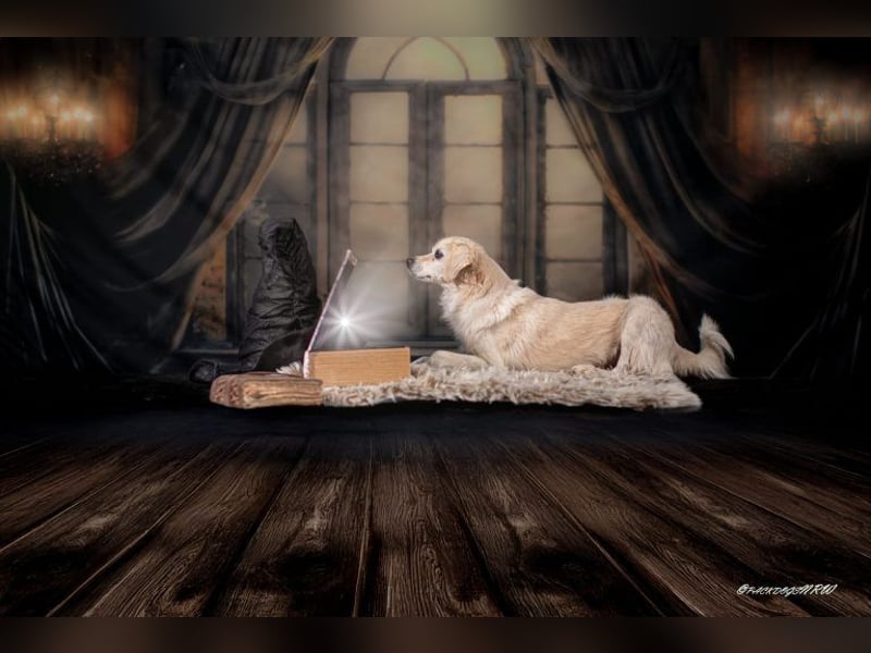 Ivan, kleiner Herzenshund, ca. 13 Jahre, ca. 36cm, ca. 9kg *in 52457 Aldenhoven*