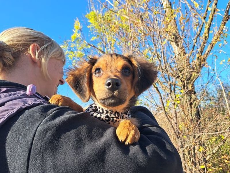 Little Browny, bezaubernder Clown, ca. 4 Monate, ca. 21 cm, ca. 3 kg *bald in 24340 Eckernförde*