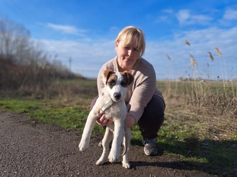 Beethoven, fröhliches Energiebündel, ca. 4 Monate, ca. 30 cm, ca. 5 kg