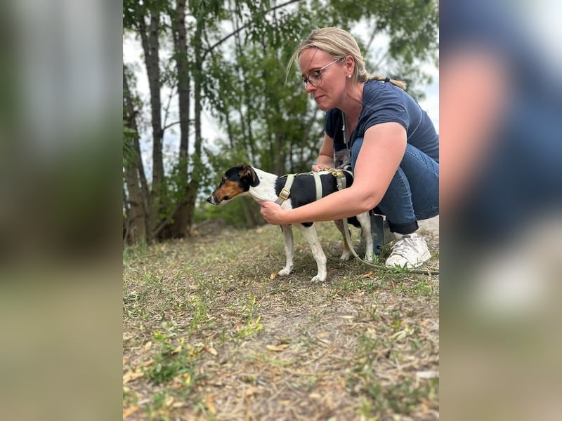 Felix, verschmuster Glückspilz, ca. 1 Jahr, ca. 37cm, ca. 7kg *in 63110 Rodgau*