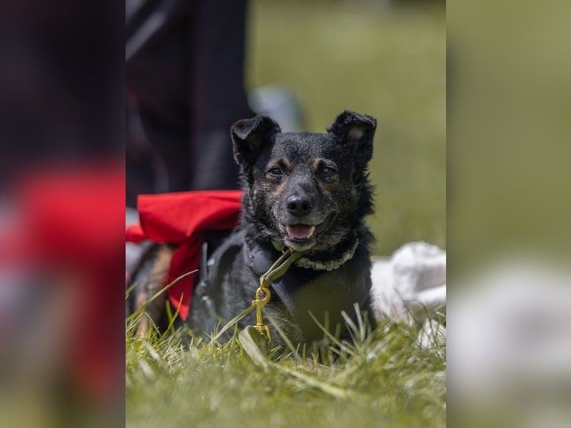 Dante, liebenswerter Rüde, ca. 7 Jahre, ca. 12 kg, ca. 40 cm *in 83024 Rosenheim*