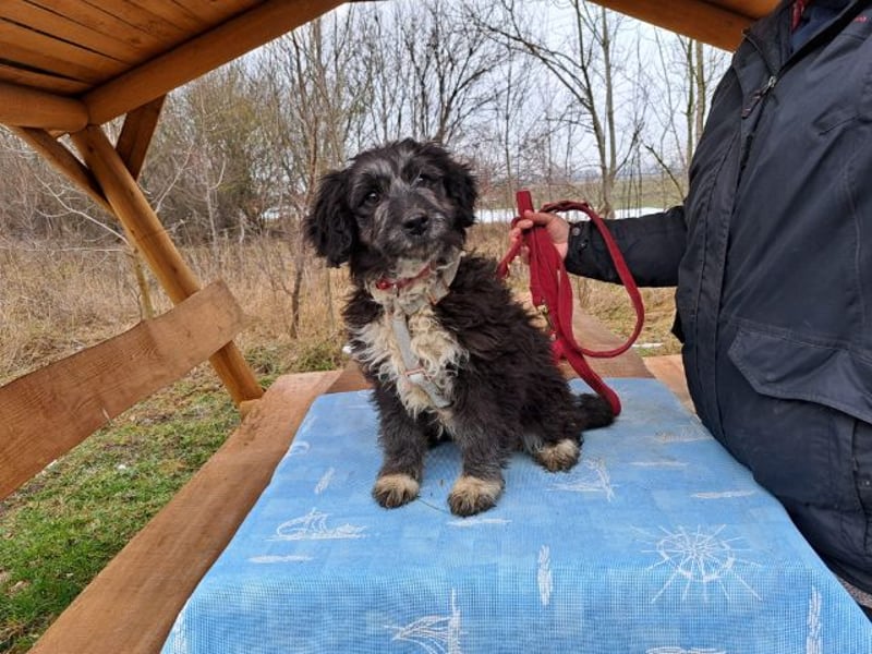 Movita, kleiner Sonnenschein, ca. 3 Monate, ca. 30 cm, ca. 8 kg