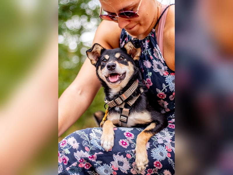 Berci, sympathischer Jungspund, ca. 9 Monate, ca. 40cm, ca. 9kg