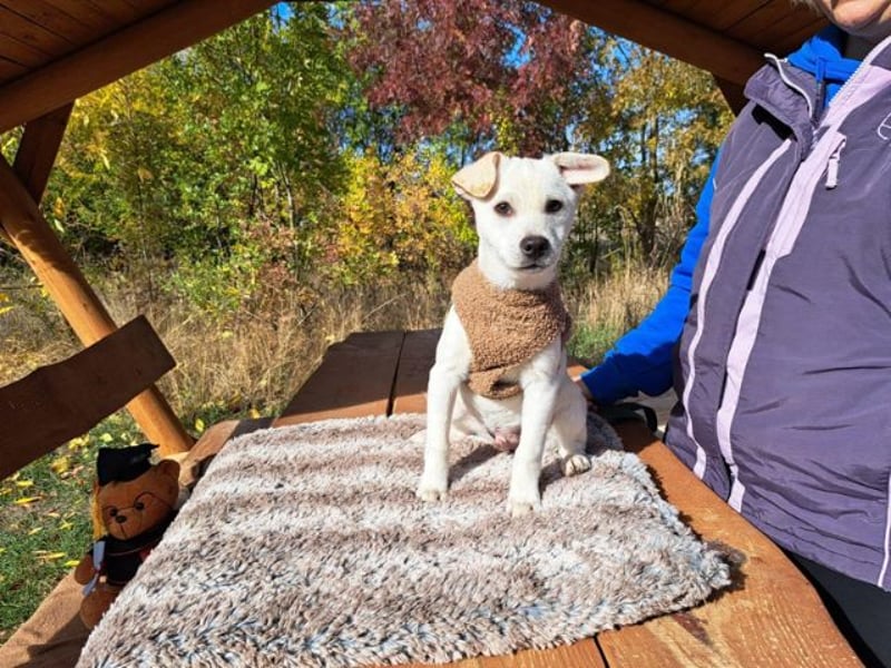 Lio, fröhlicher Welpenmann, ca. 3 Monate, ca. 29 cm, ca. 5 kg